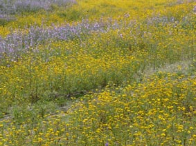 Glebionis coronaria